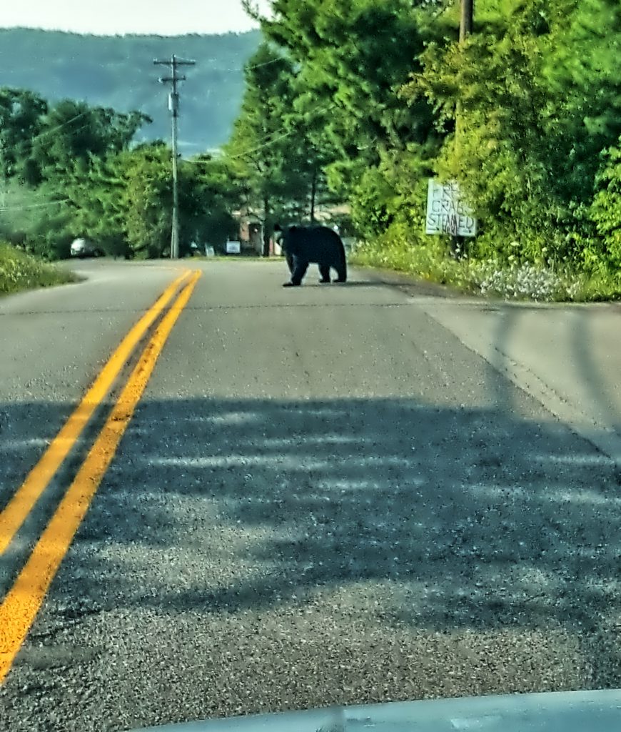 Deep Creek Lake-The Summer of the Black Bear