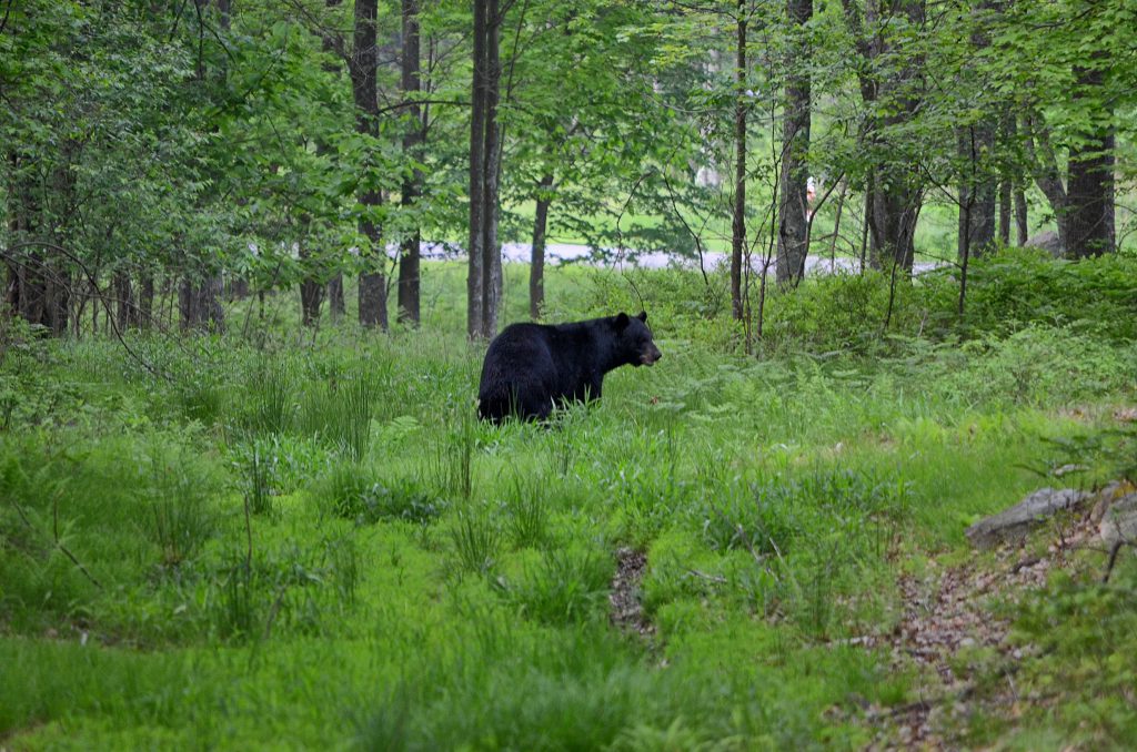 Deep Creek Lake-The Summer of the Black Bear