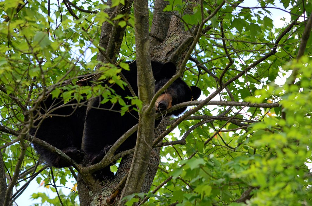 Deep Creek Lake-The Summer of the Black Bear