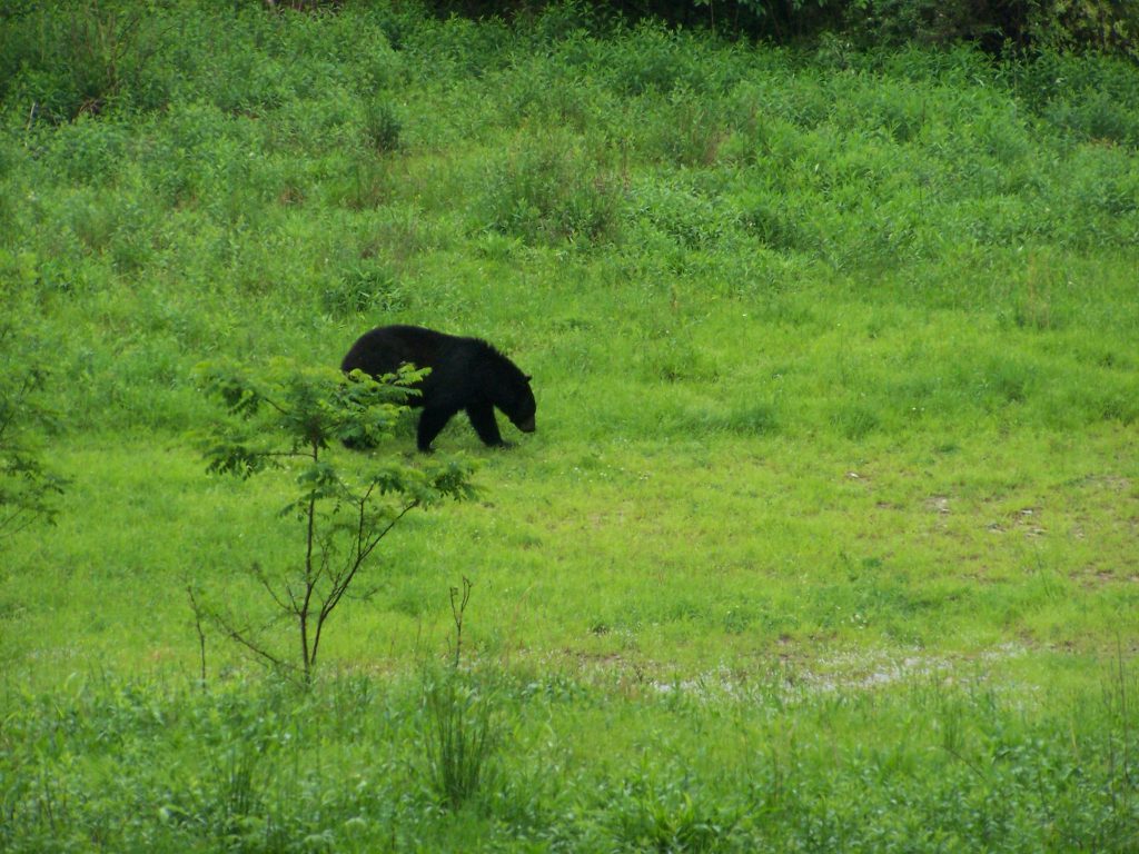 Deep Creek Lake-The Summer of the Black Bear