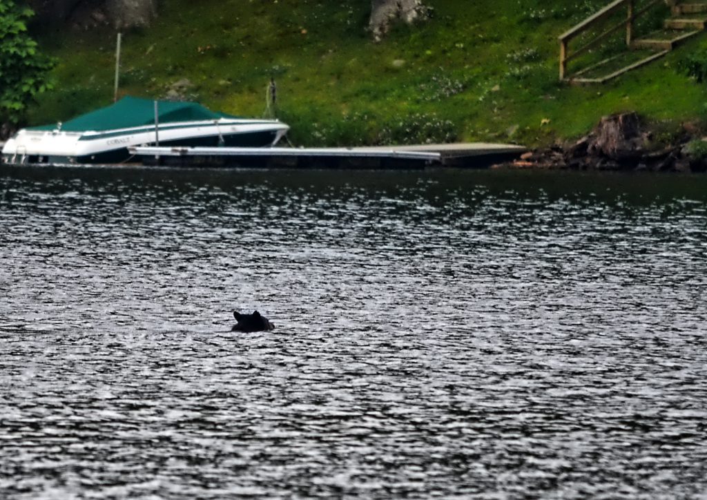 Deep Creek Lake-The Summer of the Black Bear