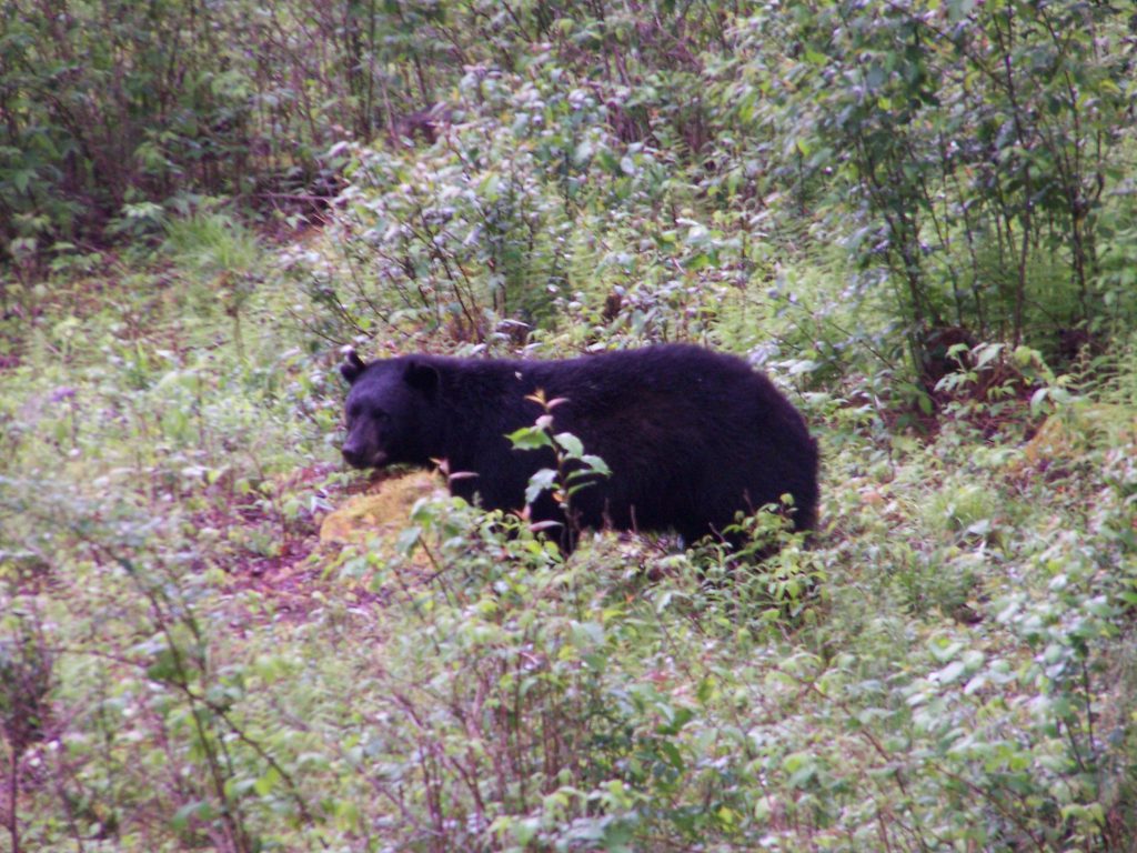 Deep Creek Lake-The Summer of the Black Bear