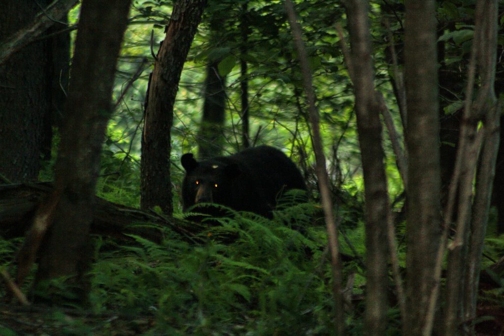 Deep Creek Lake-The Summer of the Black Bear