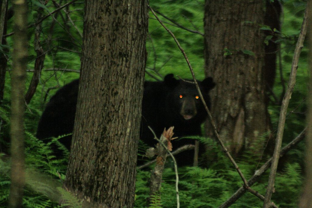 Deep Creek Lake-The Summer of the Black Bear