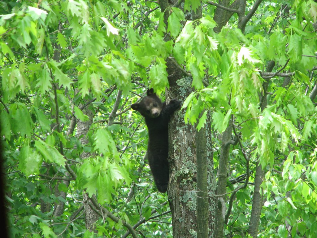 Deep Creek Lake-The Summer of the Black Bear