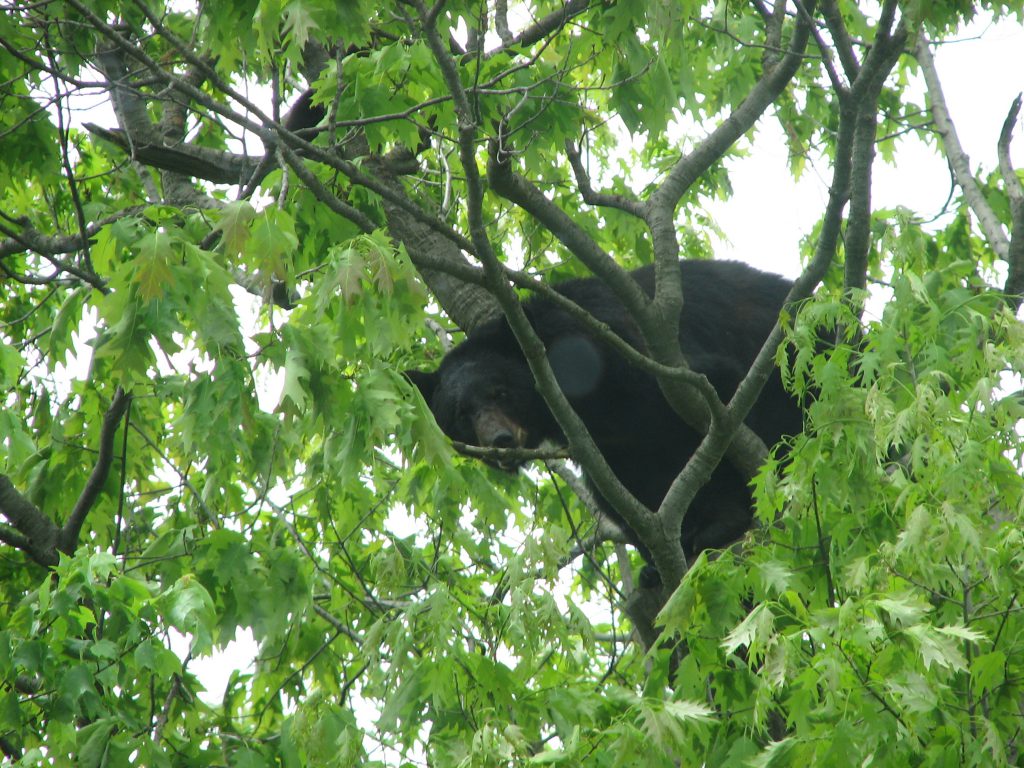 Deep Creek Lake-The Summer of the Black Bear