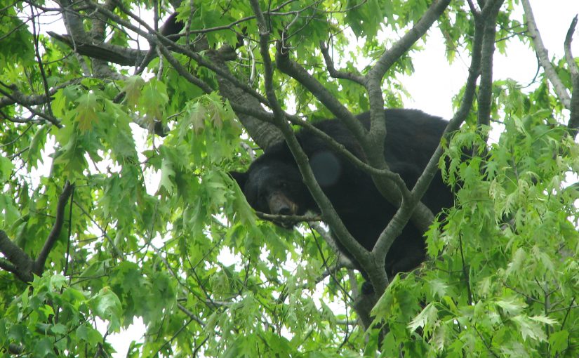 Deep Creek Lake-The Summer of the Black Bear