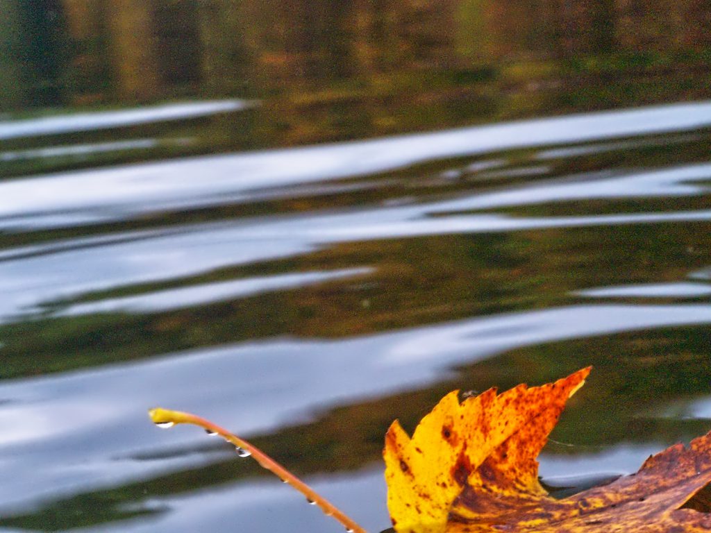 The Fall Foliage Season photographed from a Paddleboard